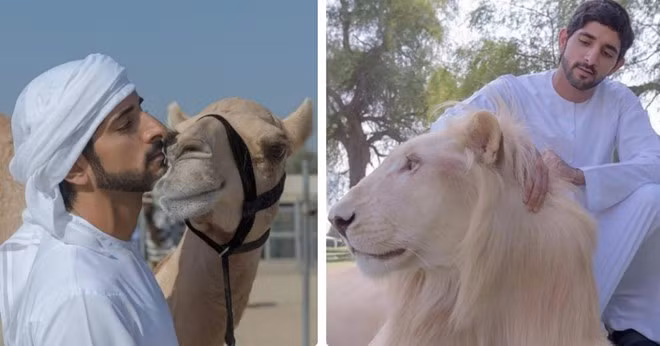 Hiện nay, thái tử Fazza là chủ tịch hội đồng quản trị Dubai, đứng đầu Sheikh Mohammed bin Rashid - tổ chức của những doanh nhân trẻ, đồng thời quản lý Hội đồng Thể thao và Trung tâm Tự kỷ của tiểu vương quốc này. Bên cạnh đó, thái tử cũng là ngôi sao mạng xã hội với số fan trên Instagram, Twitter lần lượt là 5,1 triệu và 2,41 triệu. Theo Business Insider, ông Sheikh sở hữu khối tài sản khoảng 13,9 tỷ USD trong năm 2013, là chính trị gia và doanh nhân khét tiếng trên thế giới. Do đó, thái tử Fazza thừa hưởng cuộc sống đậm chất con nhà giàu. Sở thích của anh là đi du lịch để khám phá thế giới. 8X thường dùng Instagram lưu lại những khoảnh khắc đáng nhớ tại nhiều quốc gia như Tanzania, Iceland, Canada, Italy, Anh...