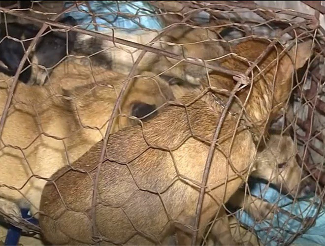 Đường dây trộm 100 tấn chó bị phá khiến nhiều người bất ngờ.