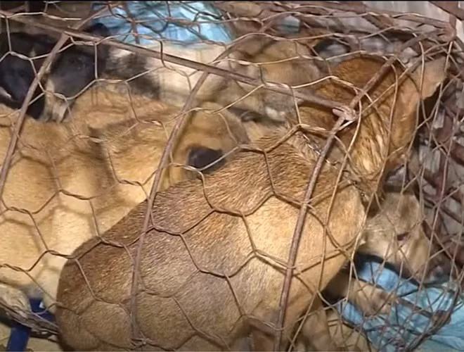 Đường dây trộm 100 tấn chó bị phá khiến nhiều người bất ngờ.