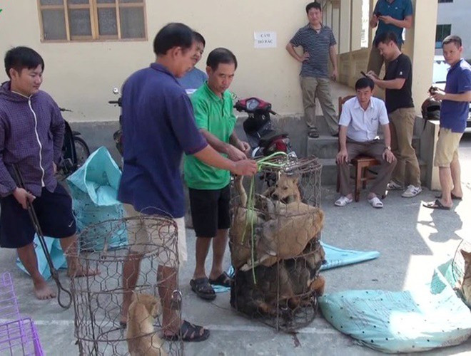 Hiện công an tỉnh Thanh Hóa đang củng cố hồ sơ để khởi tố vụ án, khởi tố các bị can về hành vi trộm cắp tài sản và tiếp tục điều tra mở rộng vụ án, truy bắt các đối tượng còn lại trong ổ nhóm trộm chó để xử lý nghiêm trước pháp luật.