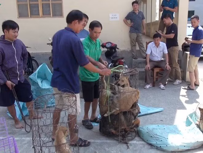 Hiện công an tỉnh Thanh Hóa đang củng cố hồ sơ để khởi tố vụ án, khởi tố các bị can về hành vi trộm cắp tài sản và tiếp tục điều tra mở rộng vụ án, truy bắt các đối tượng còn lại trong ổ nhóm trộm chó để xử lý nghiêm trước pháp luật.