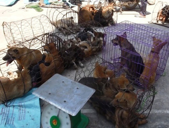 Công an cũng đã bắt 13 đối tượng chuyên bắt trộm chó, gồm: Trần Văn Thắng (SN 1986); Lại Khắc Hùng (SN 1981); Trịnh Mạnh Cường (SN 1993); Trương Thế Lãnh (SN 1991); Lê Doãn Thành (SN 1985, cùng trú huyện Thọ Xuân); Cao Văn Tuấn (SN 1993), Nguyễn Văn Tùng (SN 1995); Viên Văn Hòa (SN 1988 cùng ở TP Sầm Sơn); Đới Văn Cường (SN 1985); Tô Văn Thanh (SN 1987); Đoàn Sỹ Dậu (SN 1989); Nguyễn Văn Sỹ (SN 1991) và Đặng Văn Huy (SN 1987, cùng ở huyện Quảng Xương).