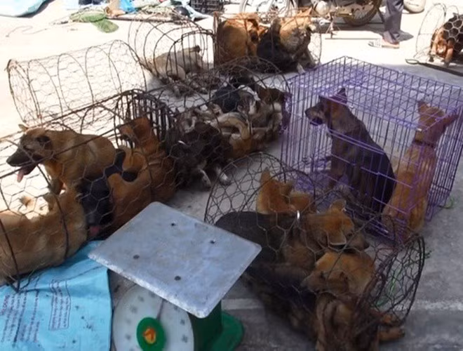 Công an cũng đã bắt 13 đối tượng chuyên bắt trộm chó, gồm: Trần Văn Thắng (SN 1986); Lại Khắc Hùng (SN 1981); Trịnh Mạnh Cường (SN 1993); Trương Thế Lãnh (SN 1991); Lê Doãn Thành (SN 1985, cùng trú huyện Thọ Xuân); Cao Văn Tuấn (SN 1993), Nguyễn Văn Tùng (SN 1995); Viên Văn Hòa (SN 1988 cùng ở TP Sầm Sơn); Đới Văn Cường (SN 1985); Tô Văn Thanh (SN 1987); Đoàn Sỹ Dậu (SN 1989); Nguyễn Văn Sỹ (SN 1991) và Đặng Văn Huy (SN 1987, cùng ở huyện Quảng Xương).