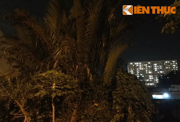 Theo quan sát của PV, cuối con đường nhà ca sĩ Minh Hằng vẫn còn nhiều khu đất trống đầy dừa nước, cỏ cây ậm rạp...dù đã có chủ nhưng chưa được xây cất.