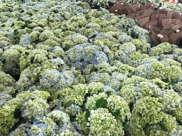 Để chuẩn bị cho đám cưới hoành tráng này, nhà hàng tổ chức tiệc cưới đã phải làm việc trước đó 20 ngày.