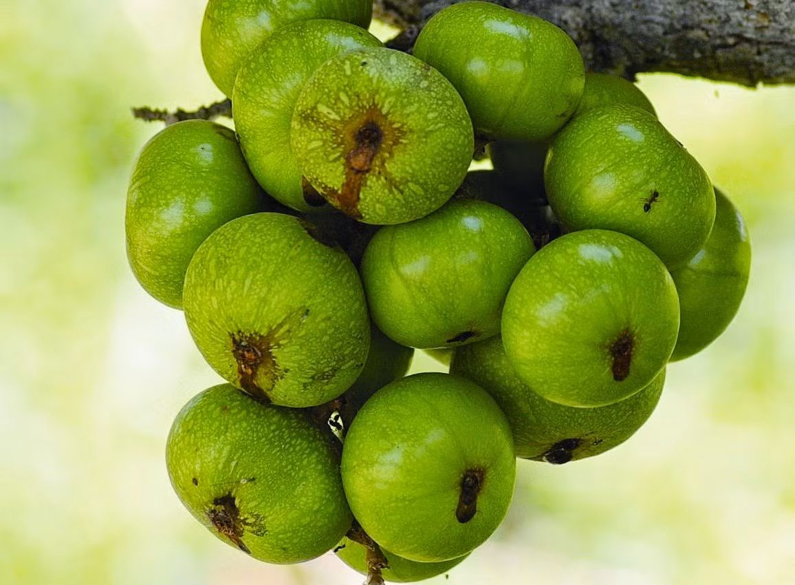 Sung cũng là vị thuốc chữa sỏi thận hiệu quả.