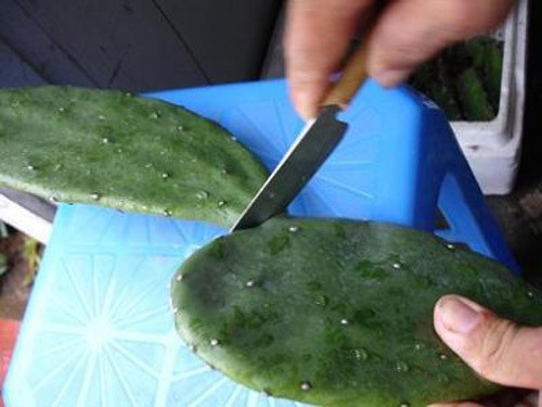 Nước xương rồng và hơi nóng từ cành xương rồng có tác dụng tiêu độc trong mụn, giảm sưng đau khó chịu.