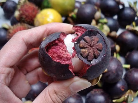 Bài thuốc từ vỏ măng cụt chữa tiêu chảy: Để chữa tiêu chảy bằng vỏ măng cụt, bạn lấy khoảng mười cái vỏ cho vào một nồi đất đậy thật kín, sau đó đun sôi cho đến khi nước có màu thật sẫm, uống mỗi ngày 3 - 4 chén.