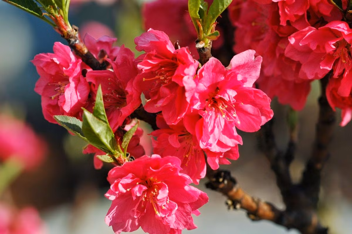 Hoa đào: Đây là biểu tượng của mùa xuân nói chung và là biểu tượng của ngày Tết của miền Bắc nói riêng. Hoa đào không chỉ dùng để làm vật trang trí mà nó còn có thể chế biến thành món ăn từ hoa rất bổ dưỡng. Ảnh: Vietravel.