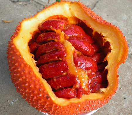 Đầu tiên dùng 3 - 4 hạt gấc đốt thành than cùng 5g cói hoặc cói chiếu rách. Sau đó lấy bột hạt gấc cói chiếu hòa với dầu vừng và bôi và chỗ sưng đau do quai bị. Bài thuốc này giảm sưng đau khá tốt.