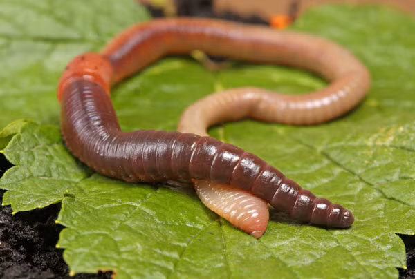Đầu tiên, bạn có thể sử dụng bài thuốc từ giun đất ngừa tai biến mạch máu não, đột quỵ, nhồi máu cơ tim do xơ vừa động mạch. Ảnh: Thế giới bài thuốc.