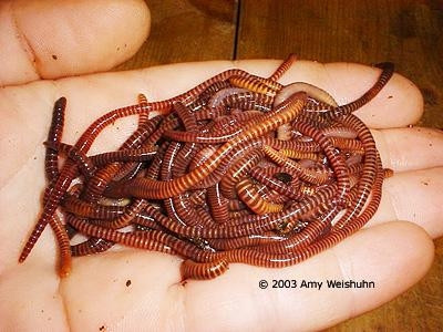 Theo đó trong giun đất chứa Enzyme Fibrinolytic có khả năng thủy phân mạnh mẽ, làm đứt các sợi Fibrin – tác nhân chính hình thành nên mảng xơ vữa và cục máu đông trong cơ thể làm giảm nguy cơ gây tai biến mạch máu não, đột quỵ, nhồi máu cơ tim do xơ vừa động mạch. Ảnh: Amy.