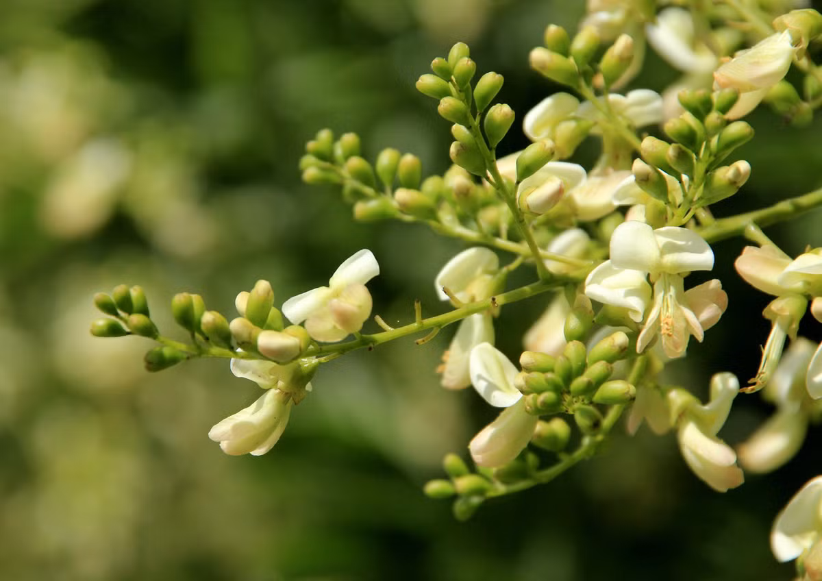 Dùng hoa hòe phòng nhồi máu cơ tim đột quỵ. Theo Đông y, hoa hòe có vị đắng, tính hơi hàn. Ảnh: Y học cổ truyền.