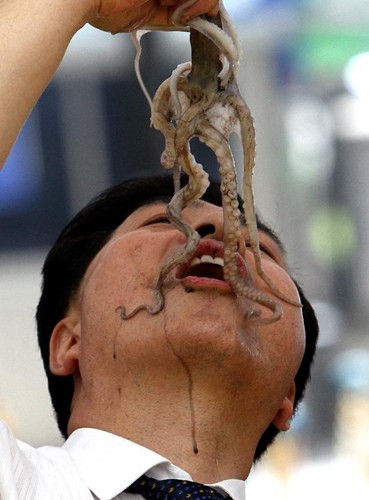 Ăn bạch tuộc sống là thói quen yêu thích của người Hàn Quốc, Nhật Bản và cả Việt Nam.