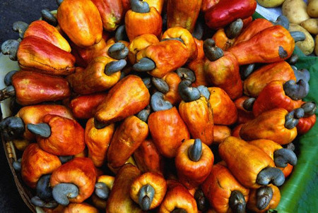 Nhưng nếu bạn ăn hạt điều tươi chưa qua chế biến có thể khiến bạn ngộ độc, vì trong hạt điều tươi có chứa chất urishol một loại chất độc có thể nguy hiểm với con người.