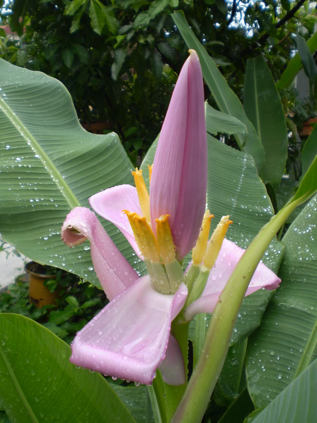 Khi bạn bị ăn không tiêu, chướng bụng, đầy hơi hãy sắc nước hoa chuối, chắt lấy nước để nguội rồi hòa thêm vào đó khoảng 1 chén rượu nhỏ và uống liên tục từ 3 – 5 ngày.