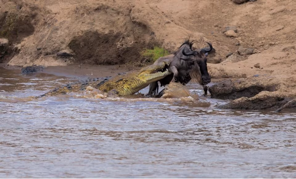 "Cuối cùng con cá sấu đã từ bỏ và thả con mồi. Con linh dương đầu bò trốn thoát chỉ với một vết thương nhỏ”.