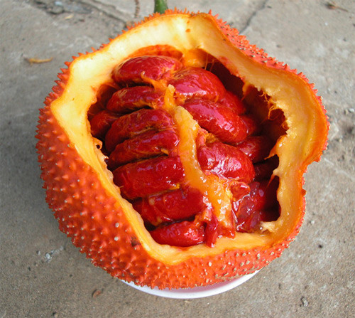 Nếu nạp quá nhiều vitamin A từ quả gấc vào cơ thể có thể gây tích trữ dưới da sẽ gây vàng da.