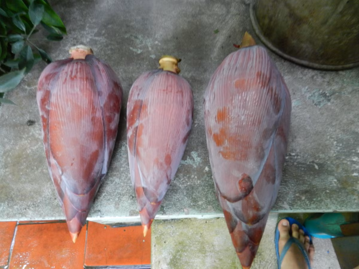 Theo học cổ truyền, hoa chuối vị ngọt, tính lạnh, có công dụng hóa đàm nhuyễn kiên, bình can tiêu ứ, thông kinh hoạt lạc, thường được dung để chữa các chứng bệnh như ngực bụng đầy chướng, hay ợ chua, hoa mắt chóng mặt, rối loạn kinh nguyệt. (Thông tin trong bài chỉ mang tính chất tham khảo, vui lòng hỏi ý kiến bác sĩ khi sử dụng.) Nguồn ảnh: Blog sức khỏe, cây thuốc, Getty.