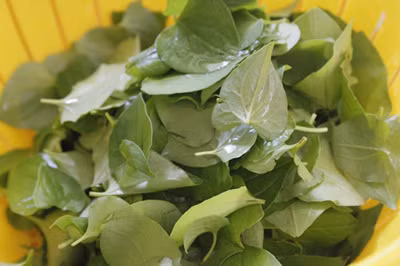 Cách chế bài thuốc chữa bệnh trĩ: Đầu tiên bạn lấy nghệ tươi rửa sạch rồi đập dập. Rau diếp cá nhặt cả lá và cả cọng, rửa sạch với nước. Sung rửa sạch rồi bổ làm đôi.