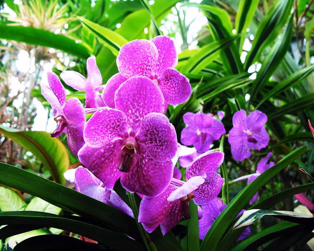 Ky thuat trong cham soc hoa phong lan no dung dip Tet