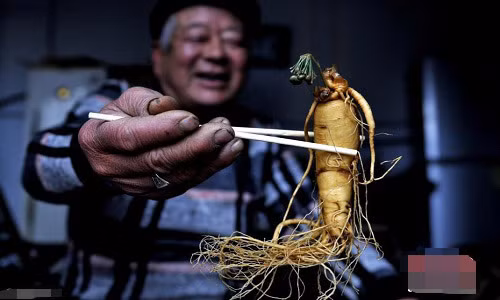 Hy huu cay nhan sam no hoa sau 7 nam ngam ruou-Hinh-3