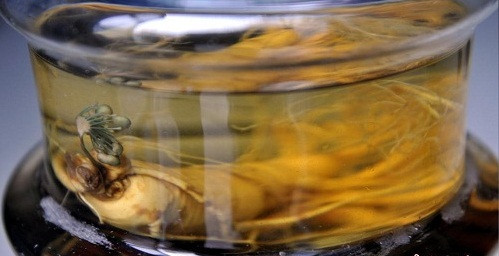 Hy huu cay nhan sam no hoa sau 7 nam ngam ruou