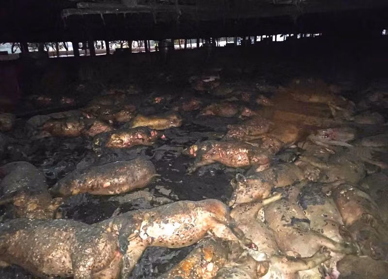 Chay trang trai o Gia Lai, 1.600 con heo bi thieu chet-Hinh-2