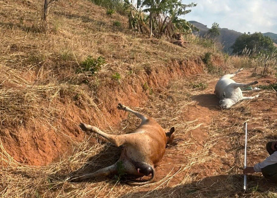 Dieu tra nguyen nhan dan bo 11 con tha rong bi chet