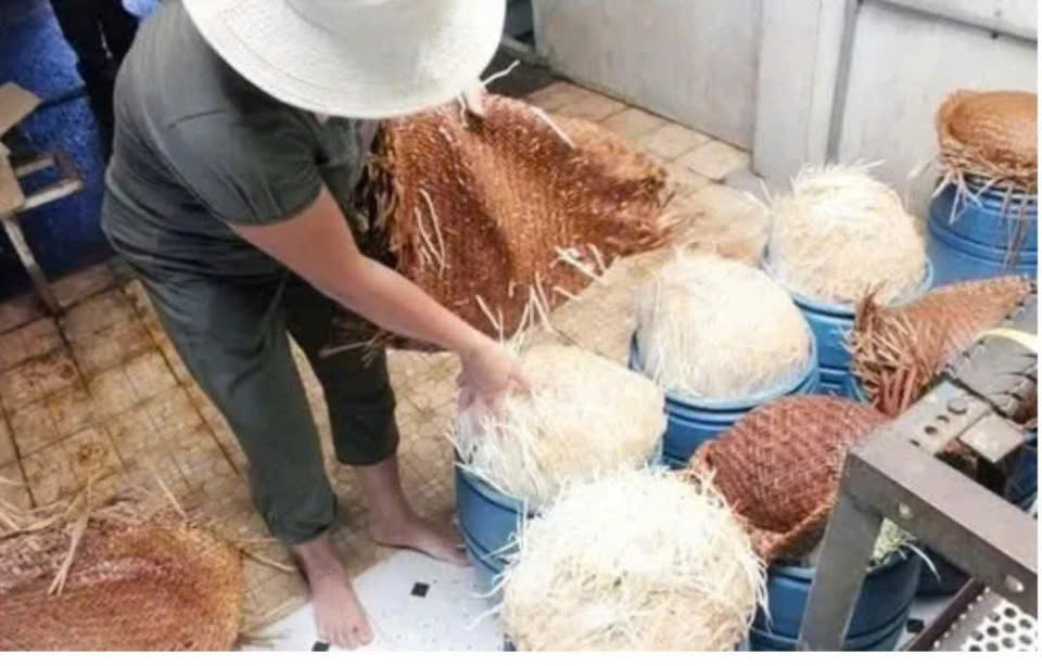 Vụ giá đỗ ngâm hoá chất tại Đắk Lắk: Bách Hóa Xanh nói gì? - Hình 2 Vu gia do ngam hoa chat tai Dak Lak: Bach Hoa Xanh noi gi?-Hinh-2