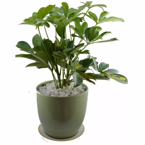 Cây ngũ gia bì. Ngũ gia bì là một loại cây thân gỗ. Cây có thể vươn cao đến 10m. Trong những năm gần đây, rất nhiều văn phòng và hộ gia đình chọn trồng cây ngũ gia bì không chỉ để làm cảnh để mang màu xanh vào không gian sinh hoạt mà còn dùng nó như một cách để xua đuổi muỗi. Ngoài ra, ngũ gia bì cũng là một cây thuốc giúp trị một số căn bệnh mãn tính.