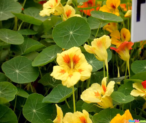 Hoa sen cạn. Sen cạn mỏng manh, nhỏ nhắn như những cánh lụa nhưng lại mang nhiều màu sắc rực rỡ. Đây không chỉ là loài hoa trang trí mà còn được dùng để chế biến một vài món súp, salad. Một tác dụng khác của loài hoa đẹp đẽ này đó chính là xua đuổi muỗi và côn trùng, các loại bọ, rệp…