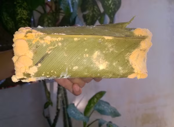 Với bánh chưng mốc, nhiều người có thói quen tiếc của nên gọt bỏ phần mốc, rán lên, bánh vẫn giữ được mùi thơm và ngon đặc trưng. Tuy nhiên, theo ông Nguyễn Thanh Phong, Phó Cục trưởng Cục Vệ sinh An toàn thực phẩm(Bộ Y tế), tốt nhất không nên ăn những thực phẩm đã bị mốc như vậy vì tất cả các thực phẩm đã mốc đều sinh ra độc tố Aflatoxin. Loại độc chất này có thể gây nên những ảnh hưởng bất lợi cho con người qua một thời gian dài tích tụ Aflatoxin từ thực phẩm.