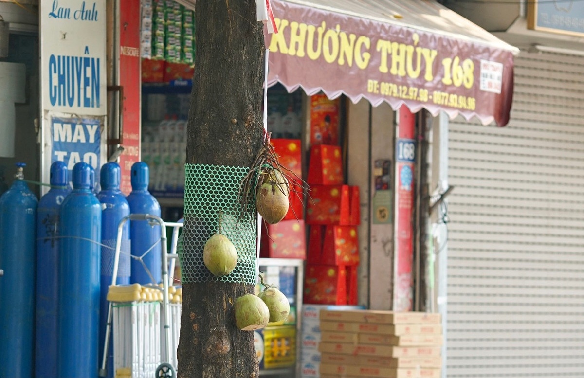 Rất nhiều cách quảng cáo dừa tươi lạ mắt xuất hiện trên đường phố Hà Nội.