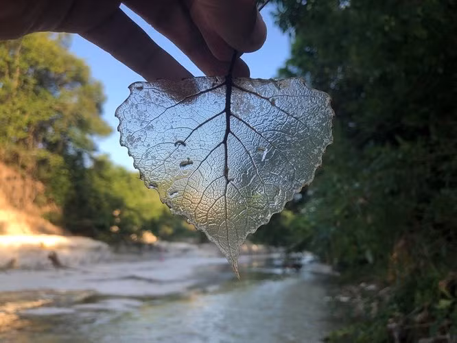 8. Bạn có thể tạo chiếc lá trong suốt như thế này một cách đơn giản, chỉ cần một chiếc cọ, chảo và natri cacbonat. Xem hướng dẫn tại đây.