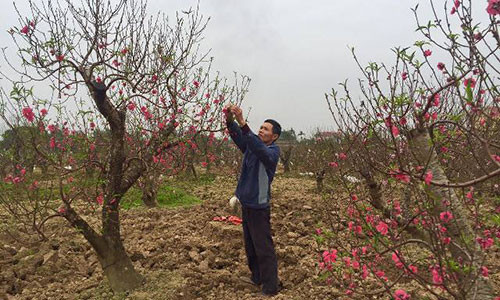Dao phai, dao da o day cung dep me man chang kem Nhat Tan