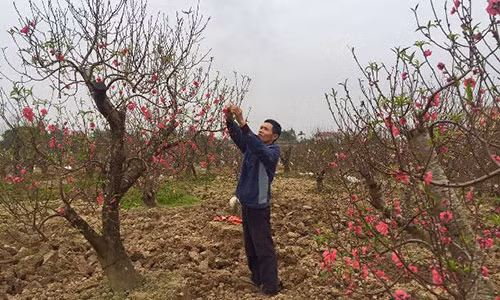 Dao phai, dao da o day cung dep me man chang kem Nhat Tan