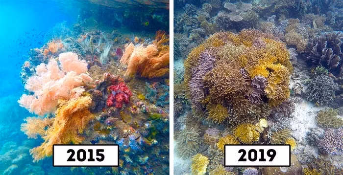 7. Rạn san hô trên quần đảo Raja Ampat, Indonesia: 1600 mét vuông rạn san hô đã bị các tàu du lịch phá hủy vào năm 2017 và có thể phải mất hàng thập kỷ để phục hồi. Nơi này thiệt hại khoảng 18.6 triệu đô la.