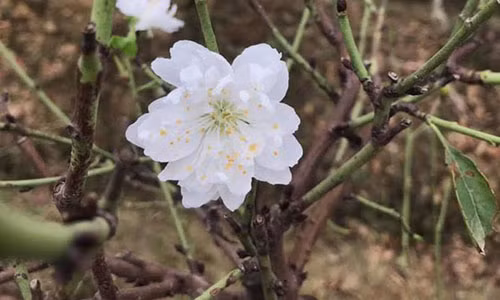 Dat gap 10 lan dao thuong, bach dao van hut vi “dai gia”