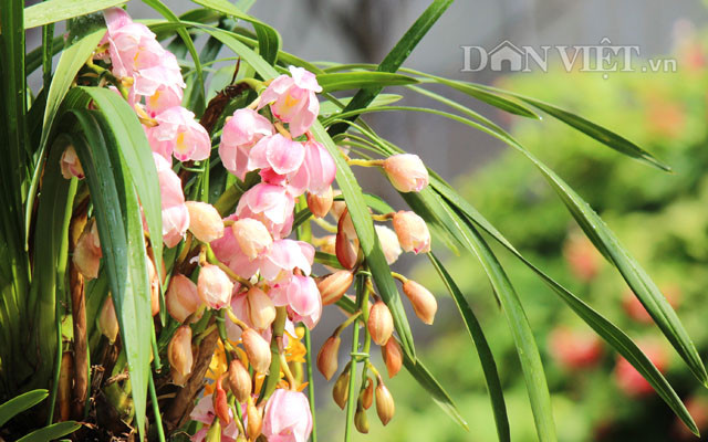 Anh: Hang ngan nguoi hao huc cho khai mac duong hoa Nguyen Hue-Hinh-4