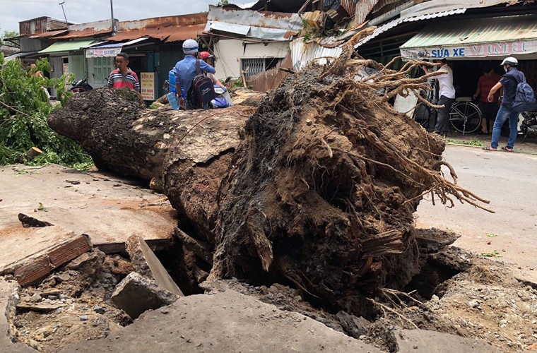 Theo phản ánh của người dân địa phương, cách đây 2 tháng, khi TP HCM bước vào mùa mưa, người dân đã nhiều lần phản ánh lên công ty cây xanh yêu cầu đốn hạ cây này vì có dấu hiệu bị mục rễ nhưng nhân viên cây xanh vẫn không quan tâm.