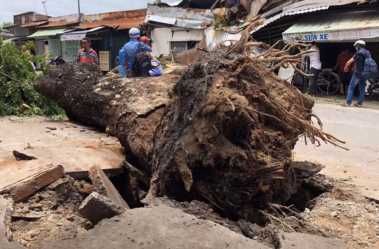 Theo phản ánh của người dân địa phương, cách đây 2 tháng, khi TP HCM bước vào mùa mưa, người dân đã nhiều lần phản ánh lên công ty cây xanh yêu cầu đốn hạ cây này vì có dấu hiệu bị mục rễ nhưng nhân viên cây xanh vẫn không quan tâm.