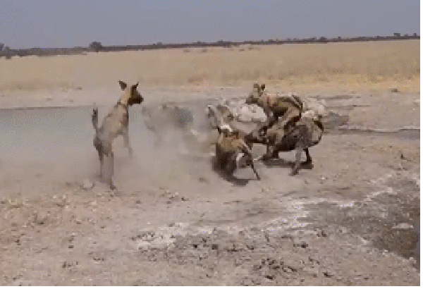 Video: Sư tử bị đàn chó hoang “đánh hội đồng” và cái kết Video: Su tu bi dan cho hoang “danh hoi dong” va cai ket