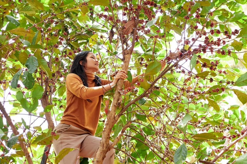 Khoảnh khắc hái cà phê của top 5 Hoa hậu Hoàn vũ Thế giới 2018 chiếm được thiện cảm của khán giả. Ảnh: FBNV