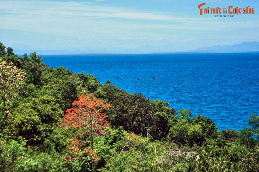 Sắc đỏ nổi bật của một cây ngô đồng trên sườn núi ở Cù Lao Chàm. Đây là loài cây độc đáo đặc trưng của hòn đảo nằm cách Hội An 20 km.