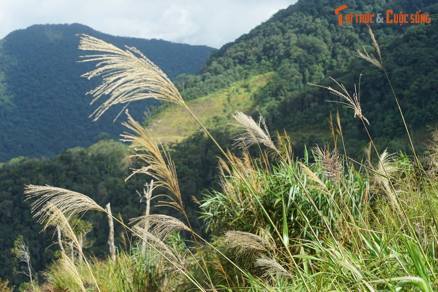 Thảm thực vật nguyên sơ hai bên đường đèo khiến những người yêu thiên nhiên như lạc vào cõi mộng.