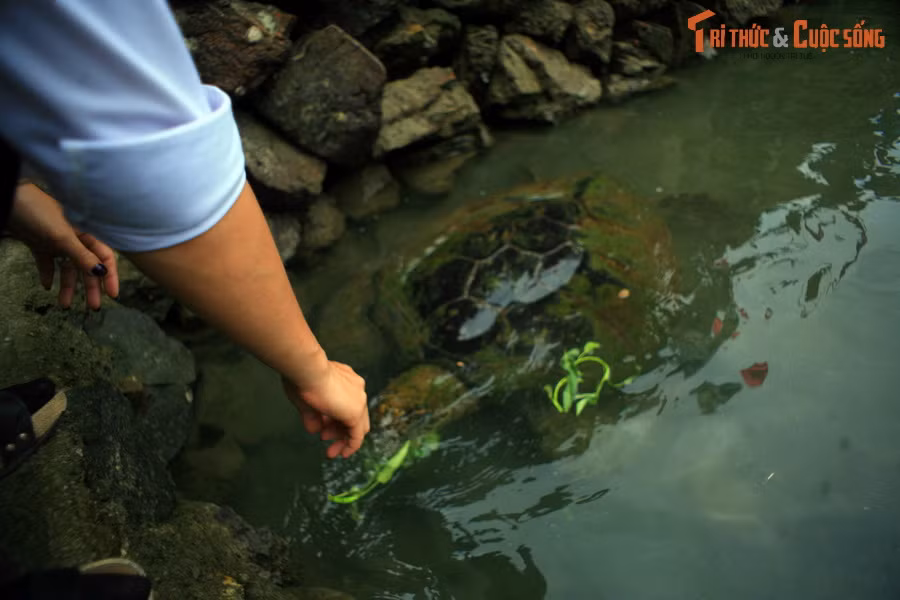 Đây là nơi nuôi đủ các loại cá quen thuộc như cá thu, cá ngừ... và những loài hiếm gặp như cá mập, cá đuối, rùa biển. Tận tay vuốt ve hoặc cho những con rùa nặng hơn 100 kg ăn là trải nghiệm thú vị ở khu hồ lộ thiên.