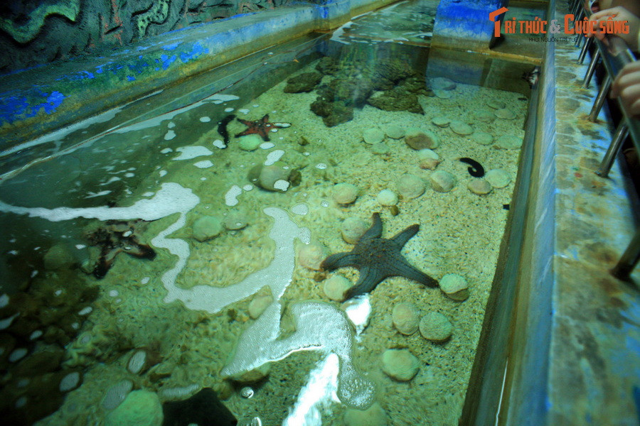 Thủy cung có một số hồ mở, nơi du khách có thể tương tác trực tiếp với các sinh vật biển, chẳng hạn như chạm vào lớp da thô ráp của các loài sao biển...