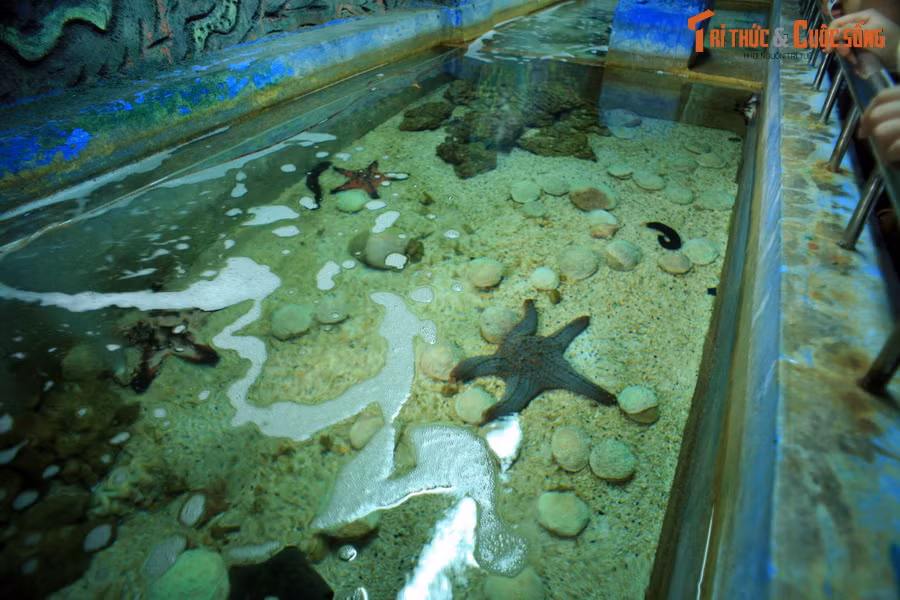 Thủy cung có một số hồ mở, nơi du khách có thể tương tác trực tiếp với các sinh vật biển, chẳng hạn như chạm vào lớp da thô ráp của các loài sao biển...