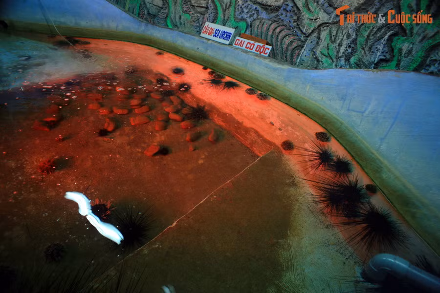 Tại đây, ông Lê Cẩn đã tạo dựng được một hệ sinh thái biển vô cùng phong phú và sinh động. Điều này đã thu hút sự quan tâm từ người dân địa phương, du khách trong và ngoài tỉnh.